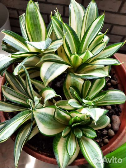 Сансевиерия сортовая