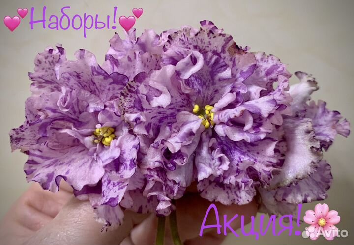 Сортовые фиалки