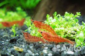 Креветки вишня