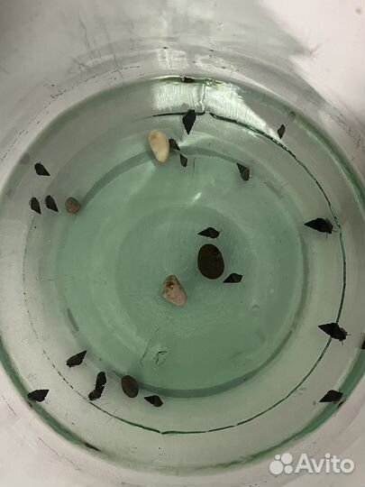 Улитки бесплатно