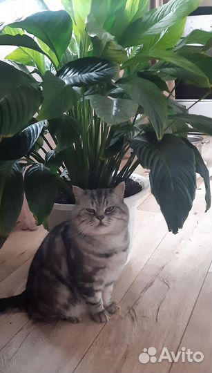 Гиганский Спацифиллум