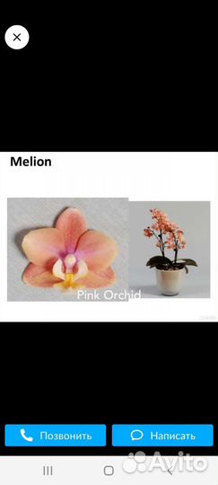 Орхидеи подростки