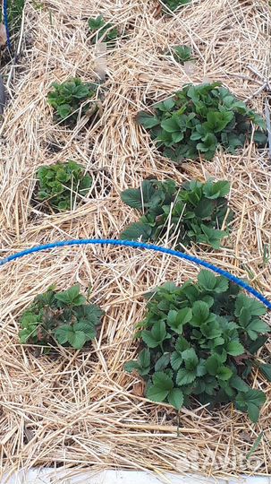 Саженцы клубники. Ремонтантные сорта (нсд)