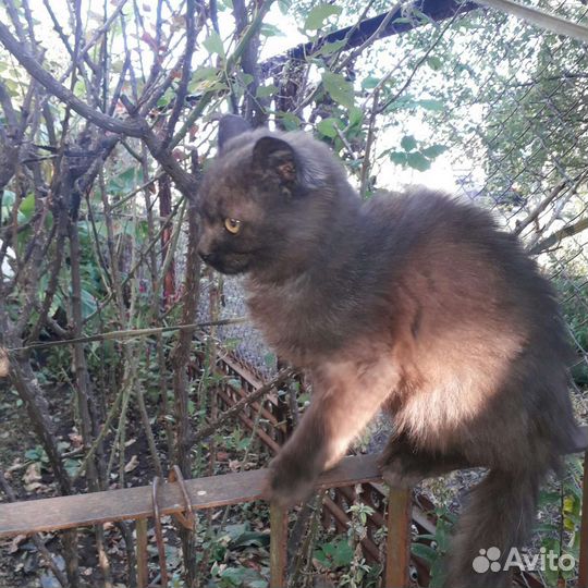 Кошка в дар бесплатно