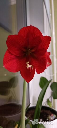 Гиппеаструм амариллис луковицы