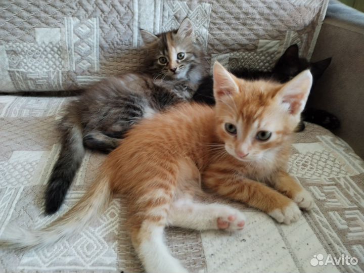 Котята в добрые руки бесплатно