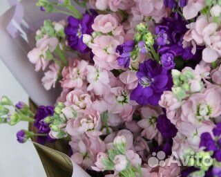 Букет из 15 маттиол микс в стильной упаковке