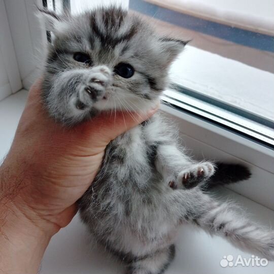 Шотландские вислоухие котята