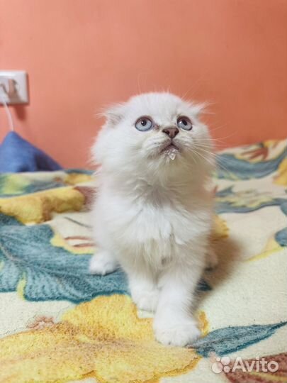 Шотландские котята