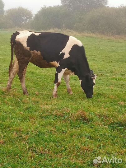 Тёлка голштинка