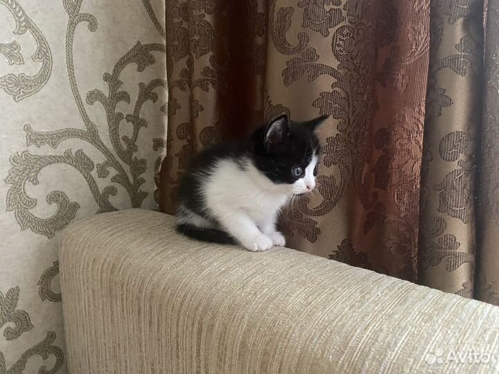 Котята отдам даром
