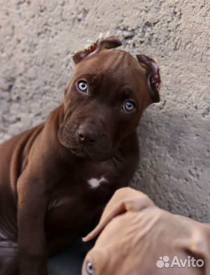 Щенки питбуля