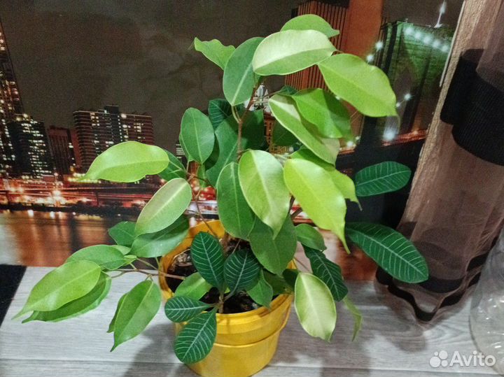 Фикус Бенджамина