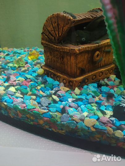 Сомики анциструсы