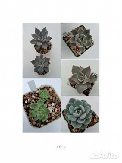 Редкие эхеверии-3. Разные виды