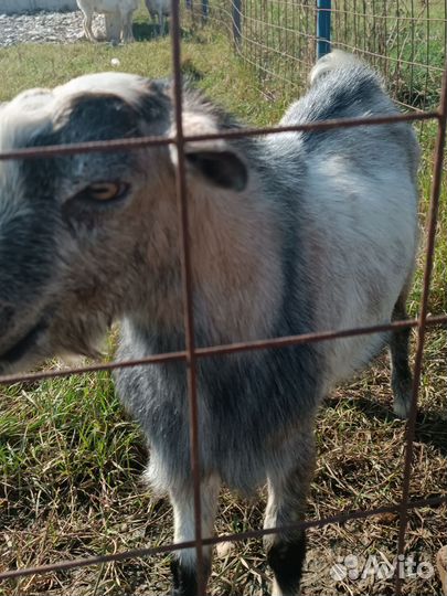 Козел зааненский