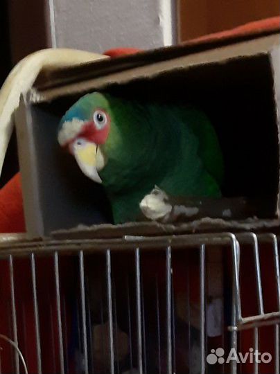 Попугай амазон в поиске подруги