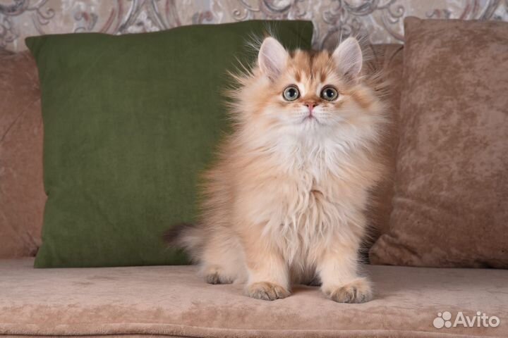 Британские котята