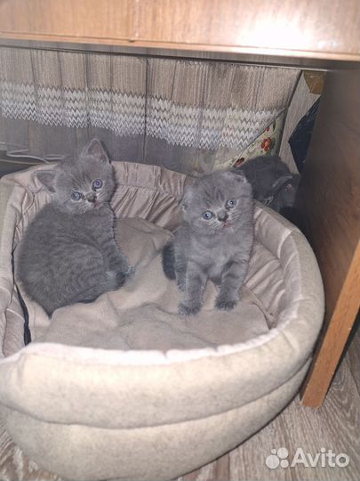 Британские котята