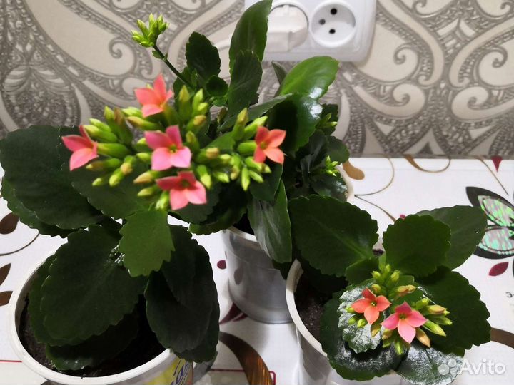 Сансевиерия, каланхой, диффенбахия, эухариус, золо