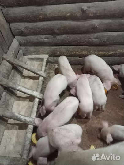 Поросята