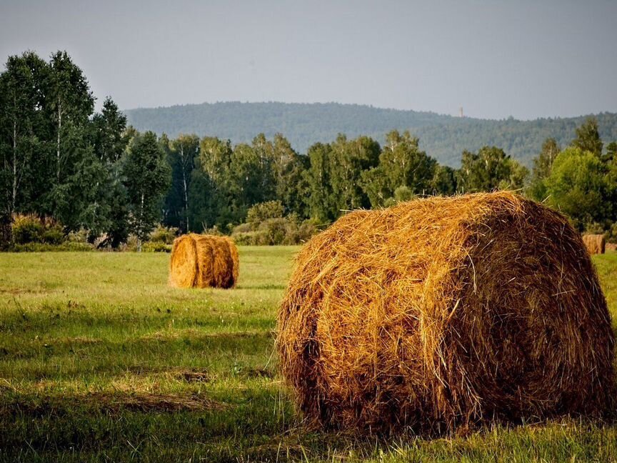 Продам сено, солому