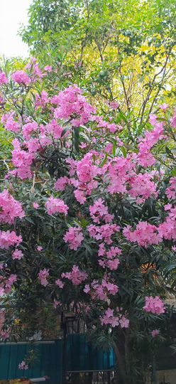 Комната 25 м² в 1-к., 1/3 эт.