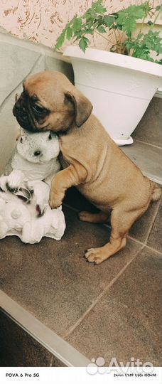 Французский бульдог