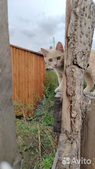Котёнок