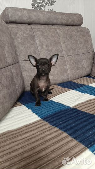Чихуахуа девочка