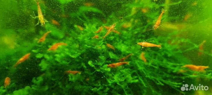 Креветки породы Вишня