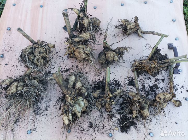 Георгины клубни