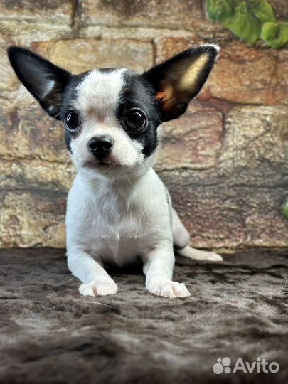 Гарик мальчик РКФ