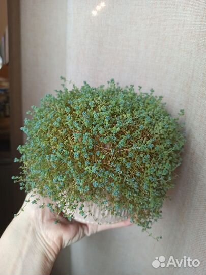 Кактусы, суккуленты, толстянка, седум