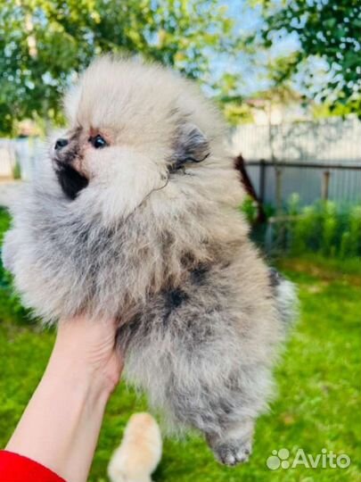 Померанский шпиц большой выбор щенков