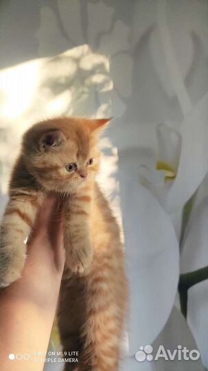 Персидский котик