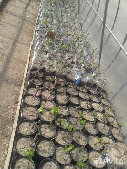 Саженцы винограда для Подмосковья