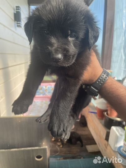 Щенки черной немецкой овчарки