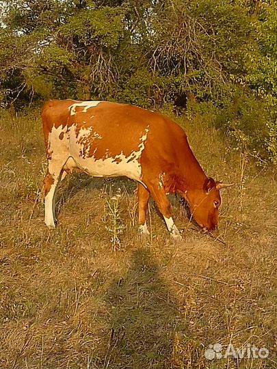 Корова дойная