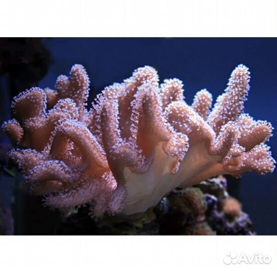 Морские кораллы рыба