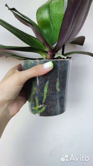 Орхидея фаленопсис