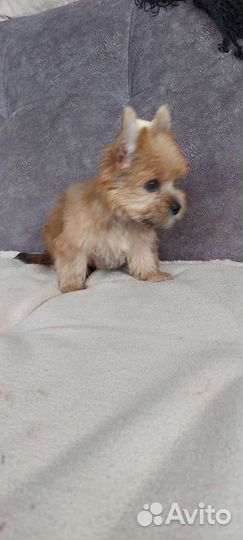 Щенки бивера