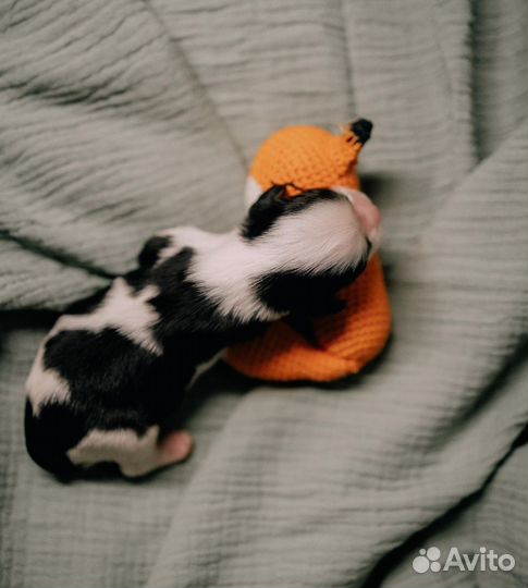 Кавалер кинг чарльз спаниель