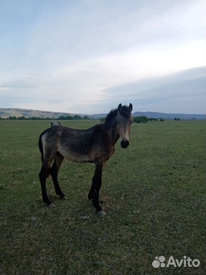 Продам 3-х годовалый жеребчиков