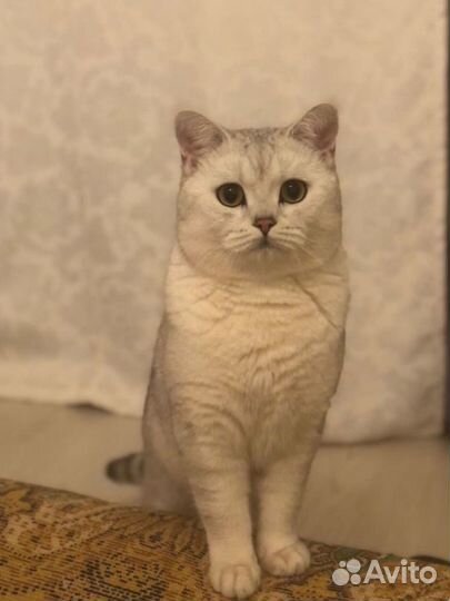 Шотладские котята