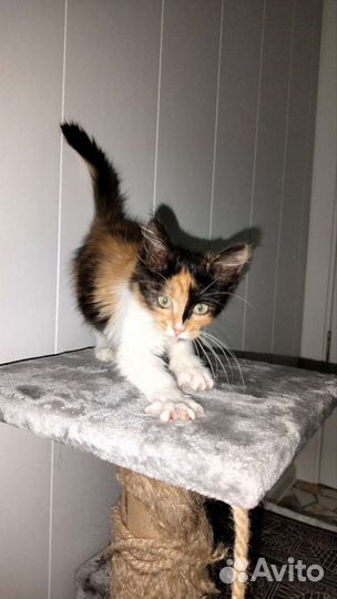 Котенок девочка 3,5 месяца трехцветная пушистая