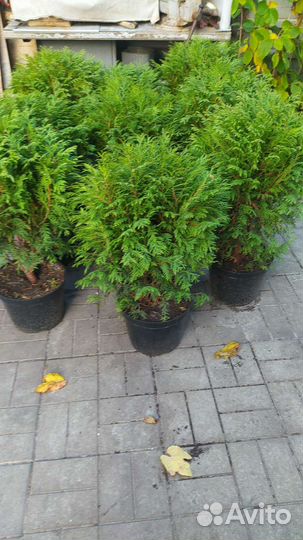 Туя шаровидная