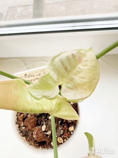 Сингониум милк конфети