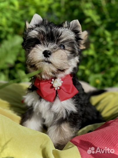 Йорк бэби фейс