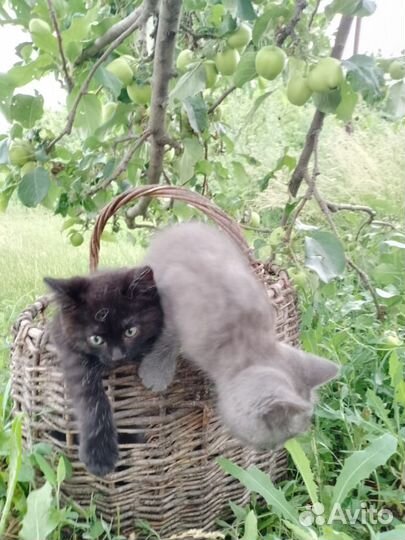 2 мальчика ищут дом